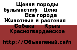 Щенки породы бульмастиф › Цена ­ 25 000 - Все города Животные и растения » Собаки   . Крым,Красногвардейское